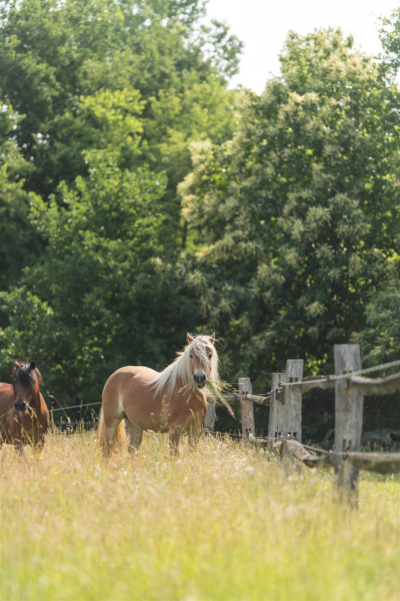 Paard grazend in weide