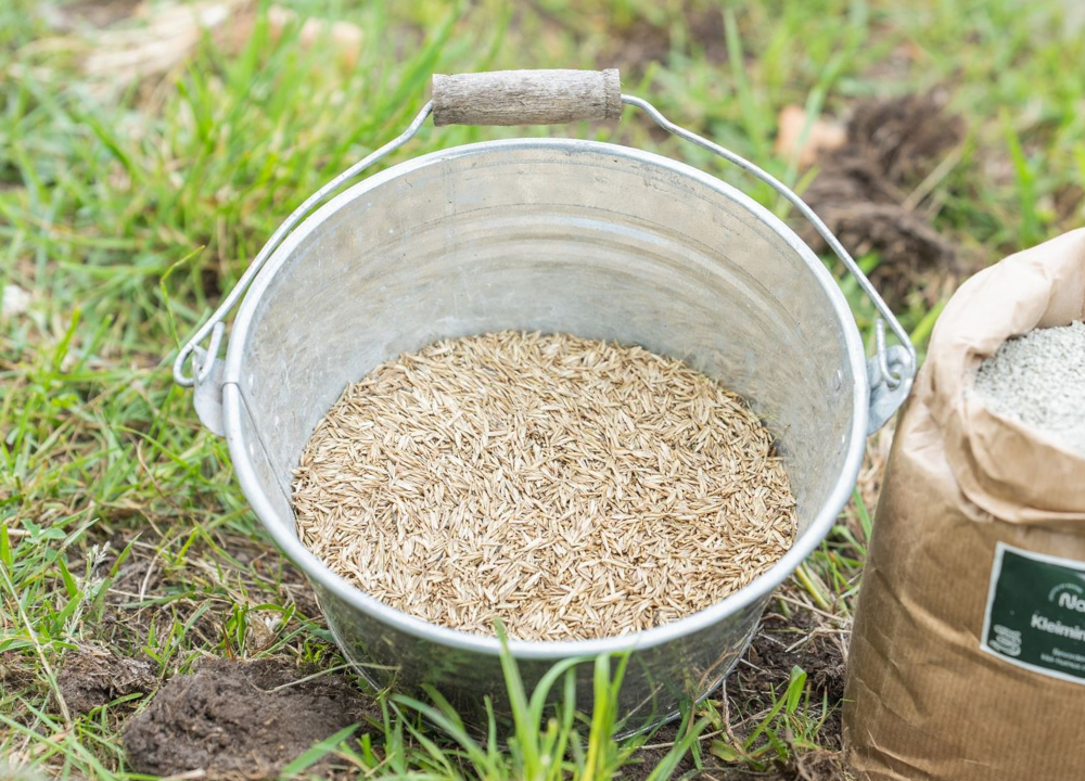 Graszaad in emmer in tuin