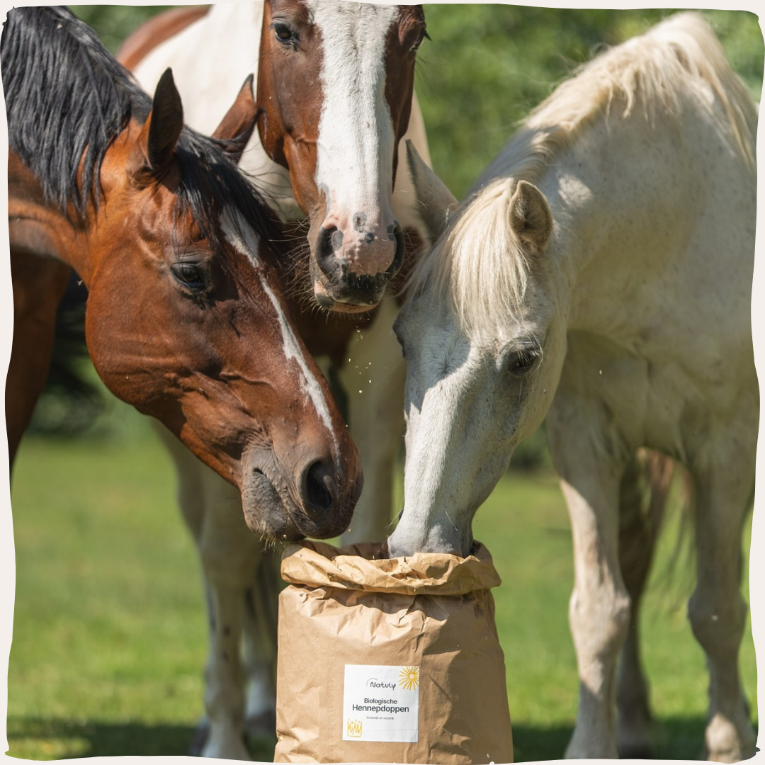 Hennepdoppen voor paarden