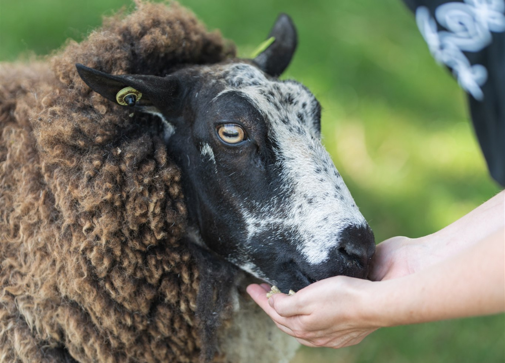 Schaap eet uit handen