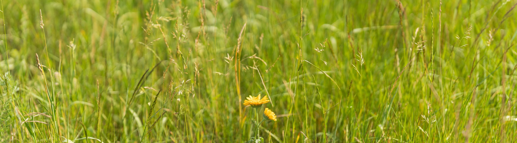 Weidebeheer banner