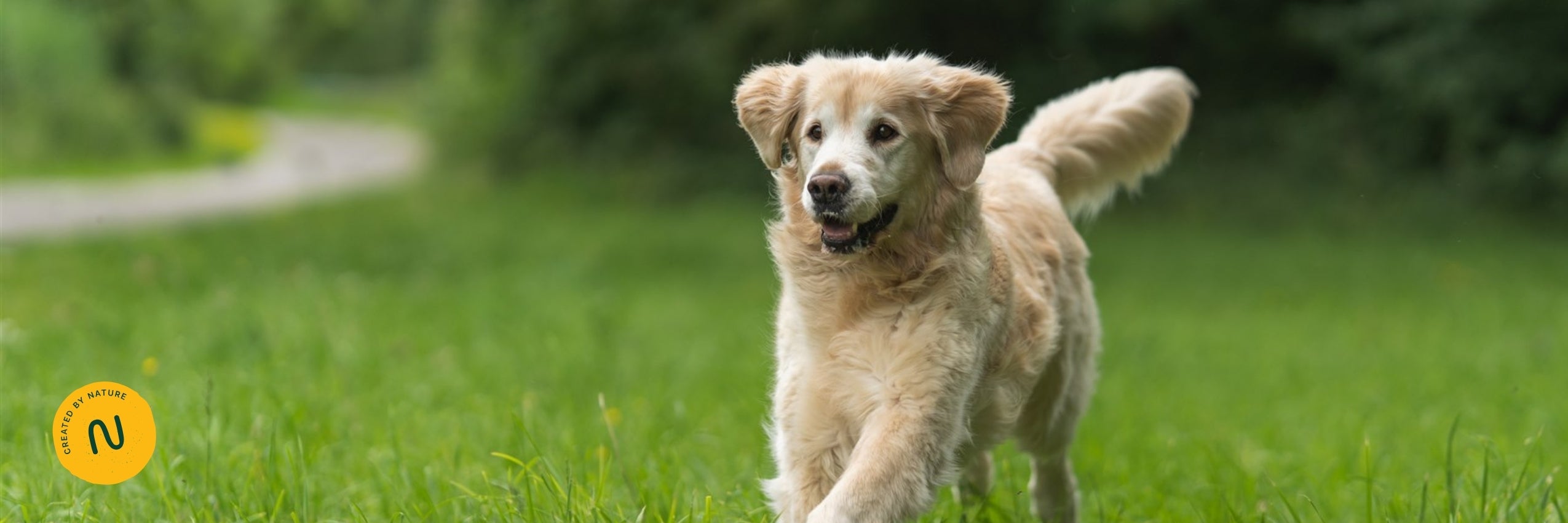 hond blij