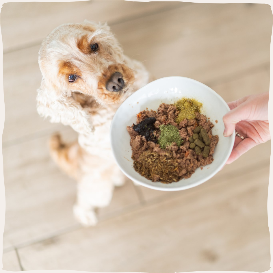 Collectie voeding voor honden