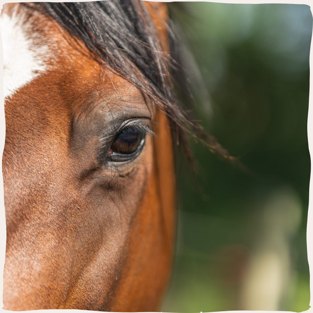 Paard oog links