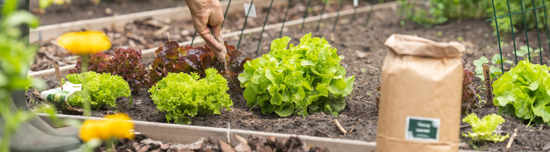 Pagina moestuin